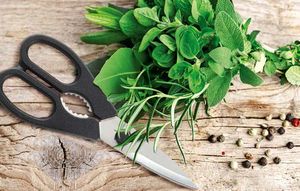 Using a knife that is not sharp enough can crush the fibers in the herbs
